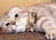 A cat sitting on a carpet